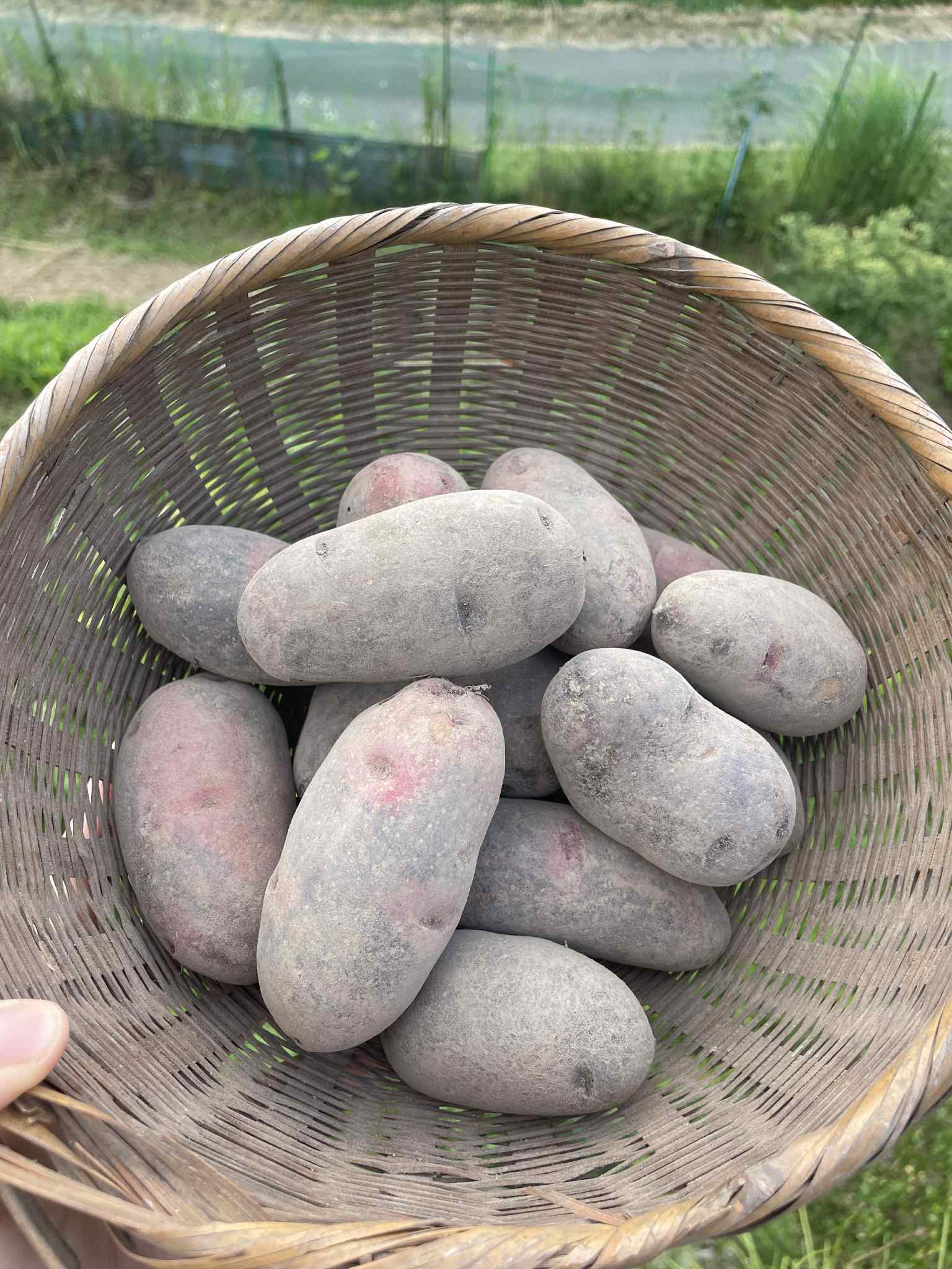 小麦　9キロ 自然栽培の小麦粉 南部小麦（中力/強力粉） | 自然栽培の イニアビ農園