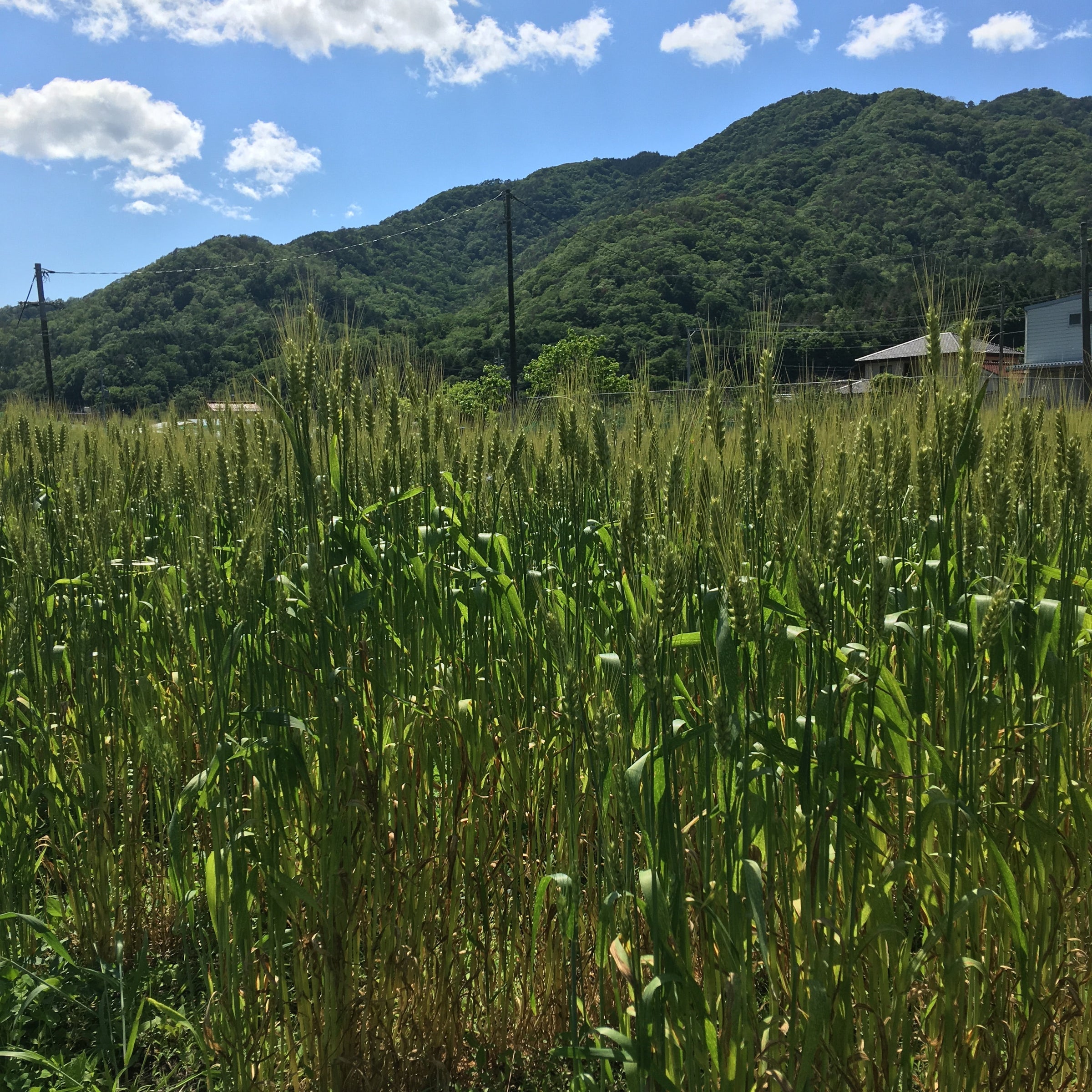 自然栽培の小麦粉 南部小麦（中力/強力粉） | 自然栽培の イニアビ農園